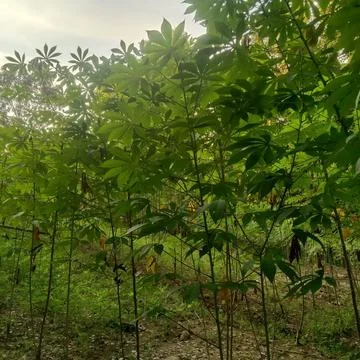 Planting cassava trees Stock Photos