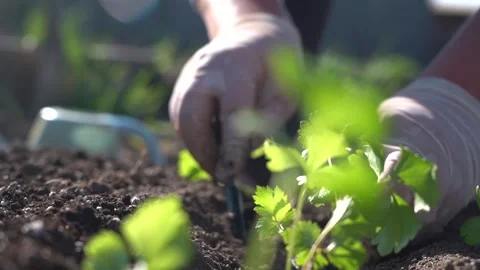 Planting celery seedlings in the ground Stock Footage 169356351