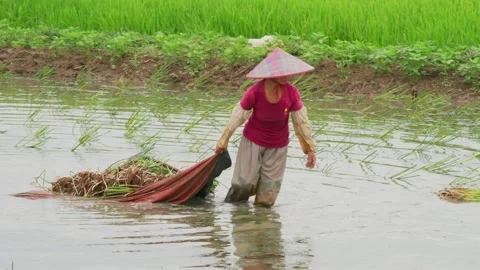 Planting in chestnut paddy Stock Footage 347487716