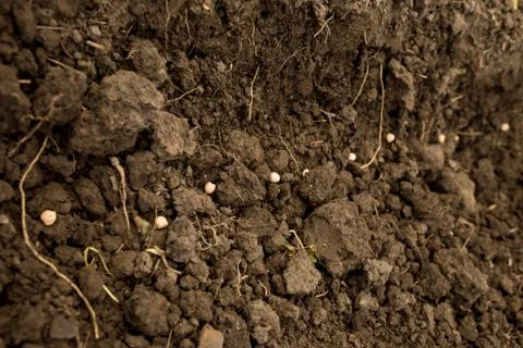 Planting chickpeas in a row. Difficulty working with clay soils Stock Photos
