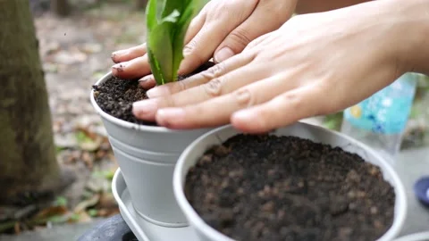  planting cilantro in a small pot. Stock Footage 186409221