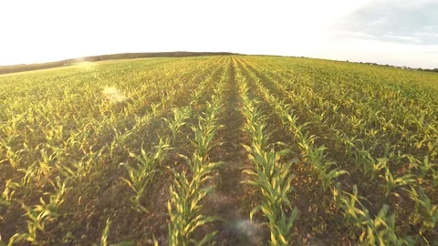 Planting corn. Small shoots of corn. Flight over corn 65 Video stock 92729315