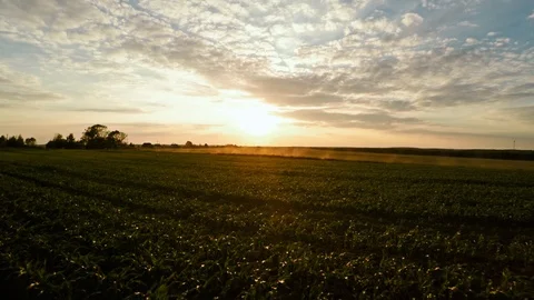 Planting corn. Small shoots of corn. Flight over corn 68 Stock Footage 92729355
