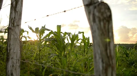 Planting corn in Tianguá - Ceará - Brazil 库存影片 38621253