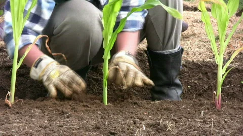 Planting corn/maize Stock Footage 450892