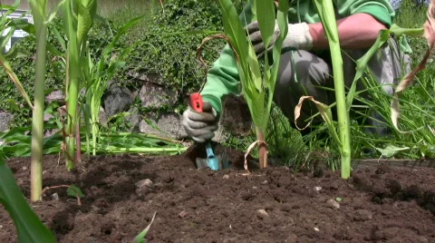 Planting corn/maize Stock Footage 522514