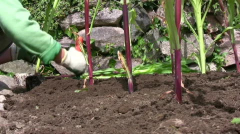 Planting corn/maize Video stock 522709