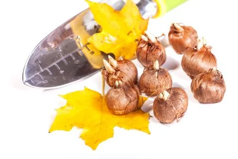 Planting crocus Stock Photos