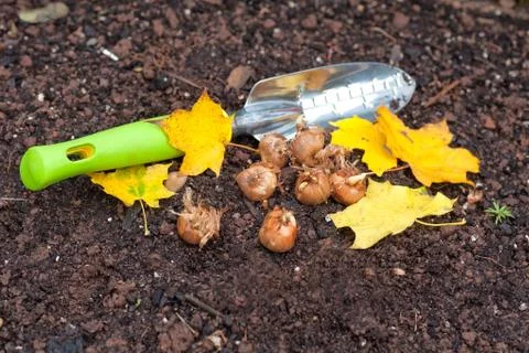 Planting crocus Stock Photos