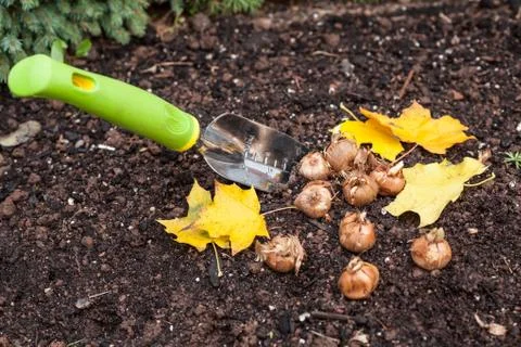 Planting crocus Stock Photos