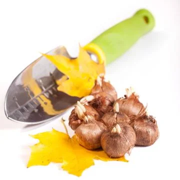 Planting crocus Stock Photos
