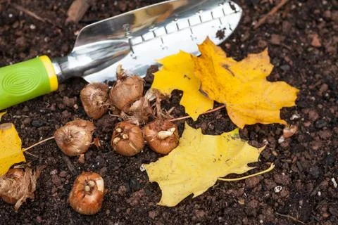 Planting crocus Stock Photos
