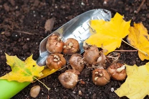Planting crocus Stock Photos