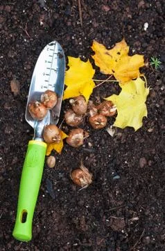 Planting crocus Stock Photos