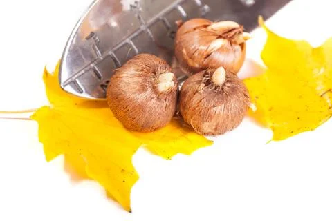 Planting crocus Stock Photos
