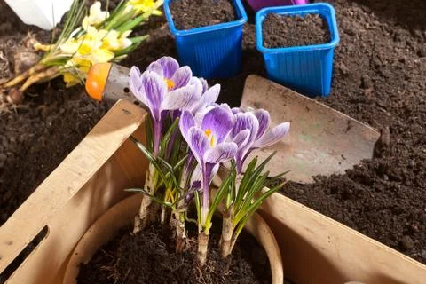 Planting of crocus Stock Photos