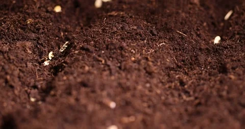 Planting cucumber seeds in soil, a plot of land mixed with peat in which Video stock 313178216