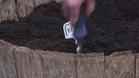 Planting the culinary herb  Basil in th herb garden Stock Footage 79423774
