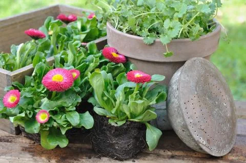 Planting daisies Stock Photos