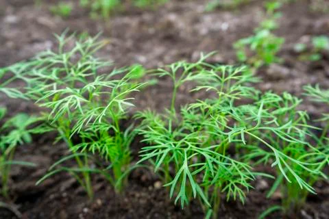 Planting dill in the greenhouse . growing dill photo Stock Photos