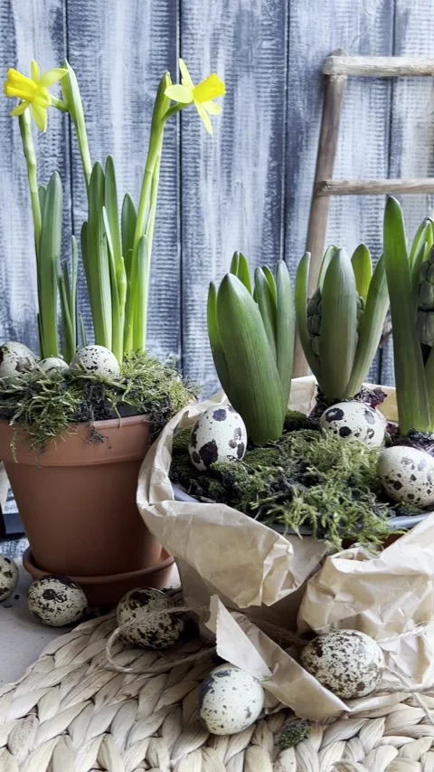 Planting Easter Eggs. Narcissus and hyacinth on wooden background. 스톡 동영상 170546071