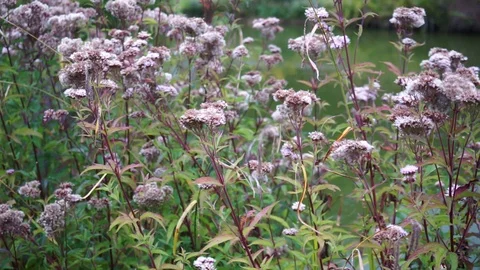 Planting on the edge of a pond Stock Footage 118229280