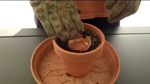 Planting an egg into a pot Vídeos de archivo 200849793
