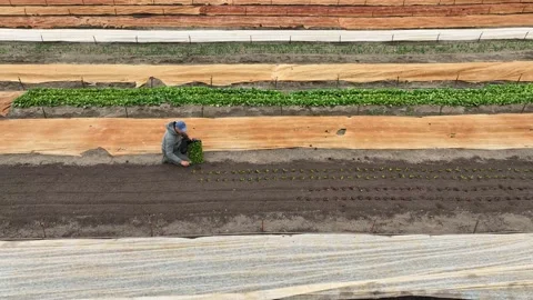Planting farm beetroot red Beta vulgaris seedling bio farmer Video stock 185228023