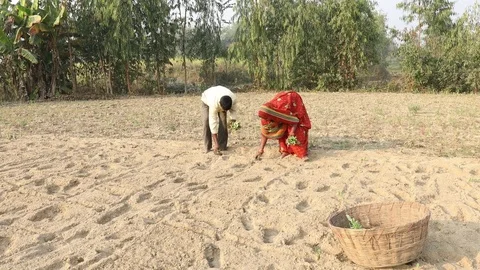 Planting Field Stock Footage 73439808