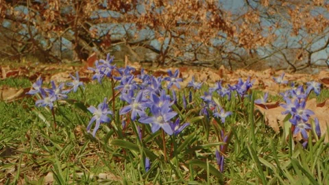 Planting Fields Arboretum in Spring Blue Scilla Flowers Bloom, Oyster Bay, NY Stock Footage 318428161