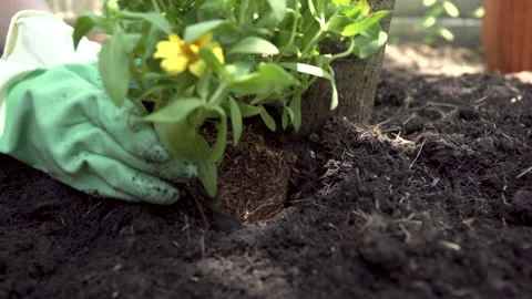 Planting a flower Stock Footage 158361874