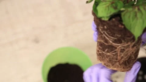 PLANTING A FLOWER IN A POT Stock Footage 155653543