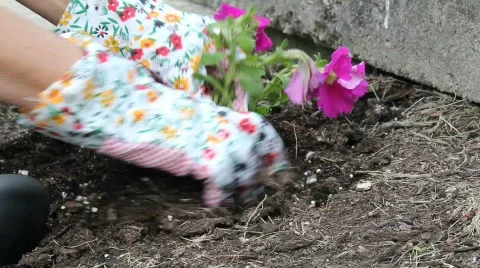 Planting a flower in spring 動画素材 709011
