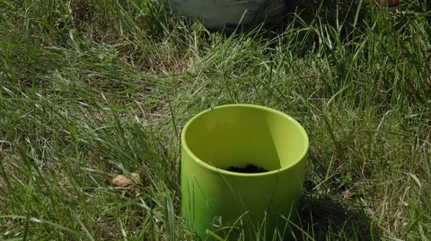 Planting a flower timelapse Vídeo Stock 40058177