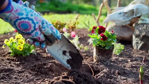 Planting flowers in a backyard bed in spring. Bed with mulch and flowers. Stock Footage 313789293