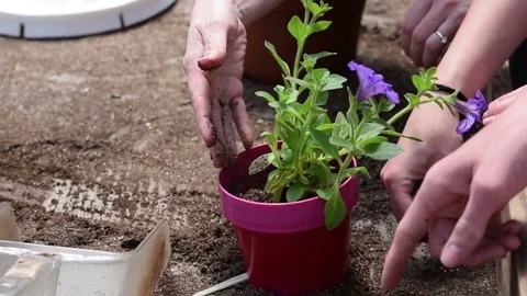 Planting Flowers Stock Footage 75646407