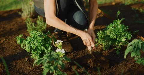 Planting flowers Stock Footage 107036510