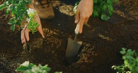Planting flowers Stock Footage 107036515