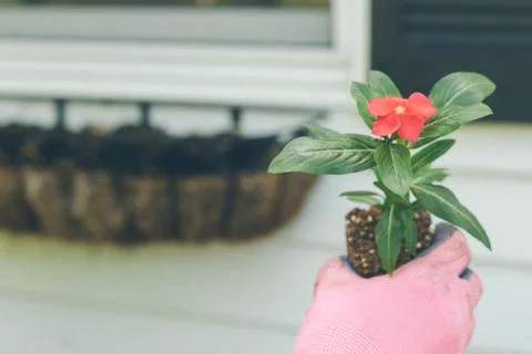Planting Flowers Stock Photos