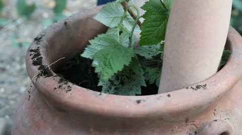 Planting Stock Footage 10850065