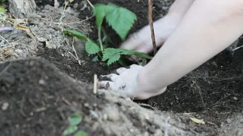 Planting Stock-Footage 10850147