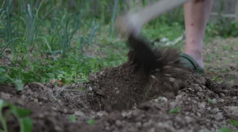 Planting Stock Footage 34146902
