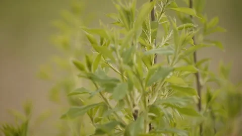 The planting Stock Footage 130377563