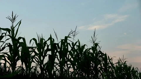 Planting Stock-Footage 332875198