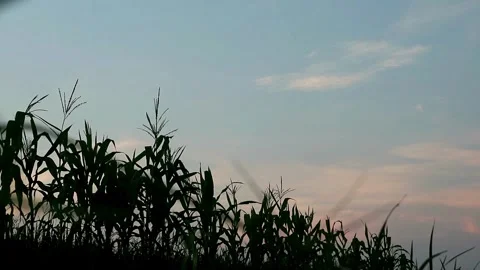 Planting Stock-Footage 332875200