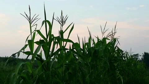 Planting Stock-Footage 332875201
