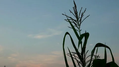 Planting Stock-Footage 332875202
