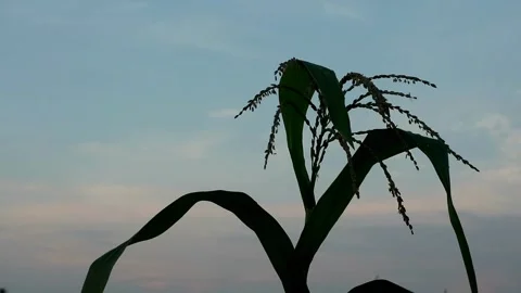 Planting Stock-Footage 332875212