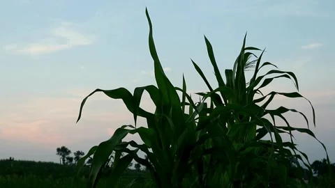 Planting Stock-Footage 332875213