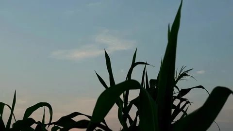 Planting Stock-Footage 332875214